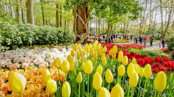 Amsterdam i tulipany z noclegiem