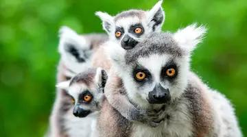 W Krainie Lemurów I Baobabów